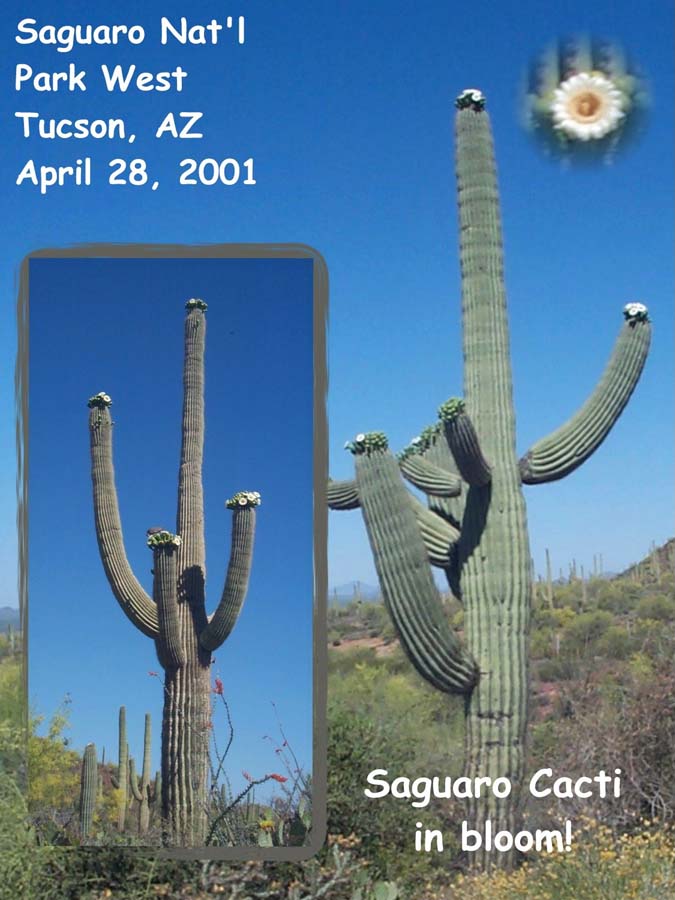 saguarow.jpg (81652 bytes)